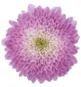 Mum Balls Lilac How Sweet