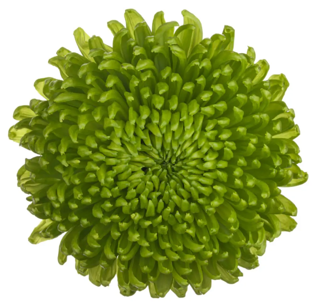 Mum Balls Green Alemani
