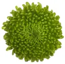 Mum Balls Green Alemani