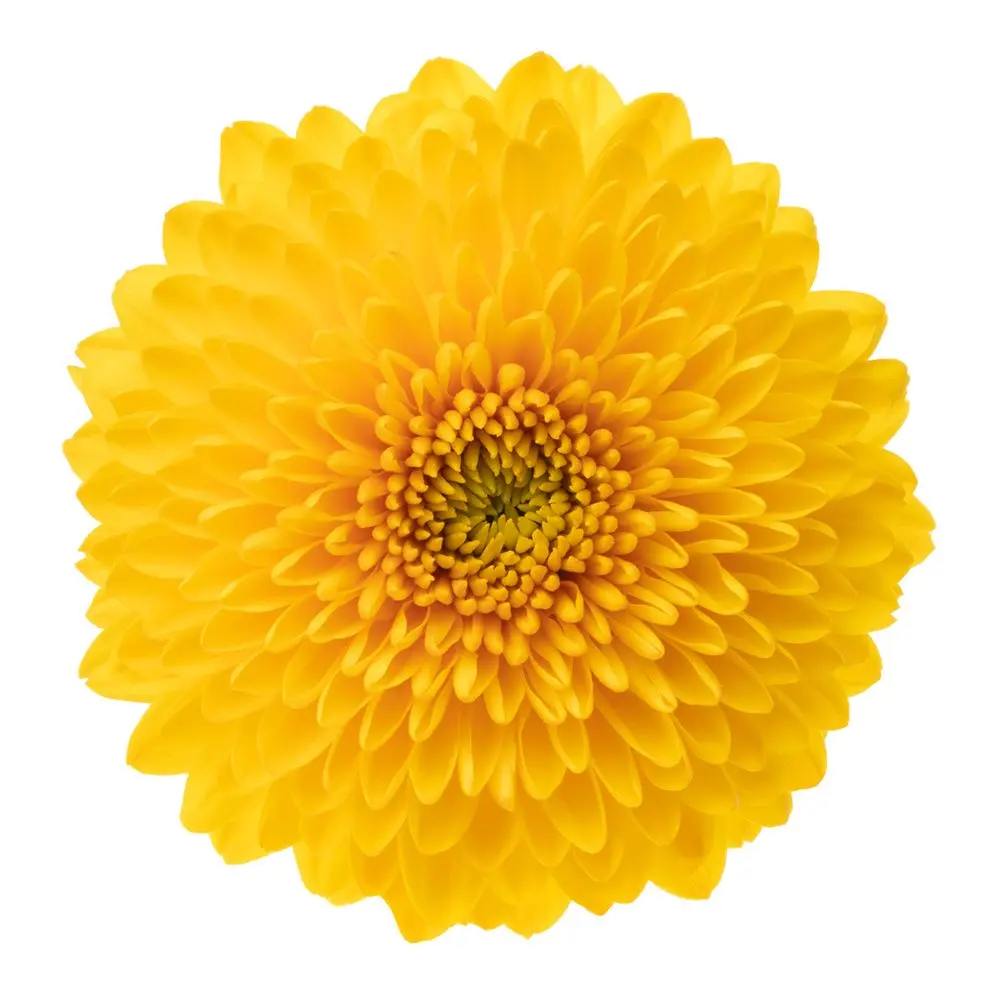 Mum Balls Yellow Paladov 