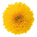 Mum Balls Yellow Paladov 