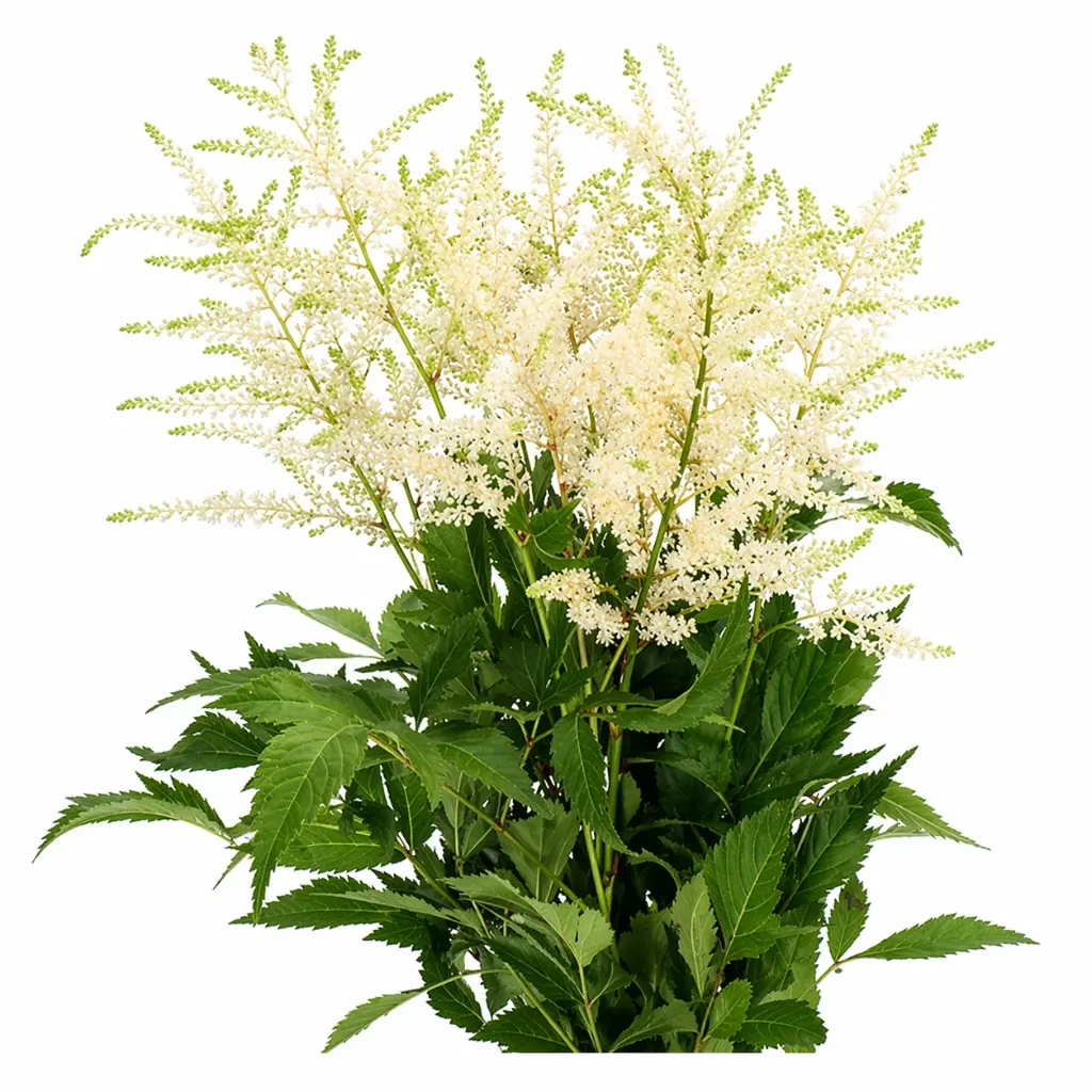 Astilbe White