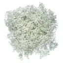 GYP Million Star 260g