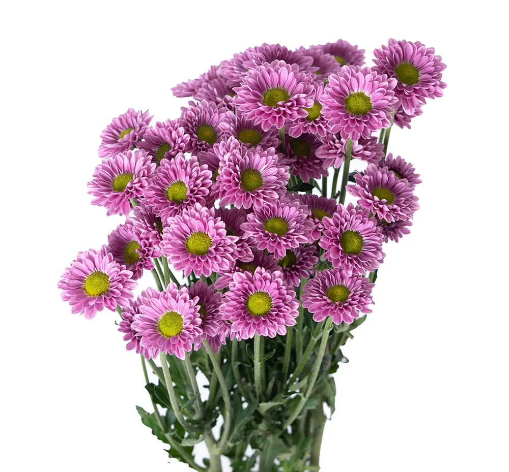 Micropoms Lilac Lucy