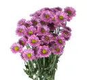 Micropoms Lilac Lucy