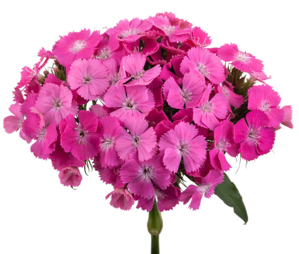 Dianthus Ball Deep Pink Lancelot 