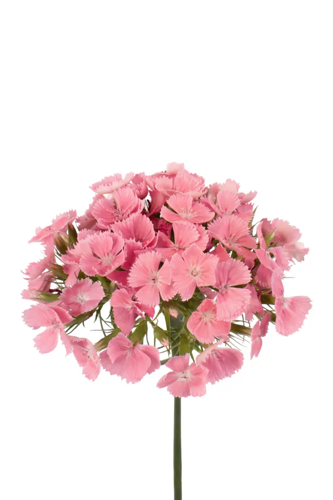 Dianthus Ball Light Pink TSAR 