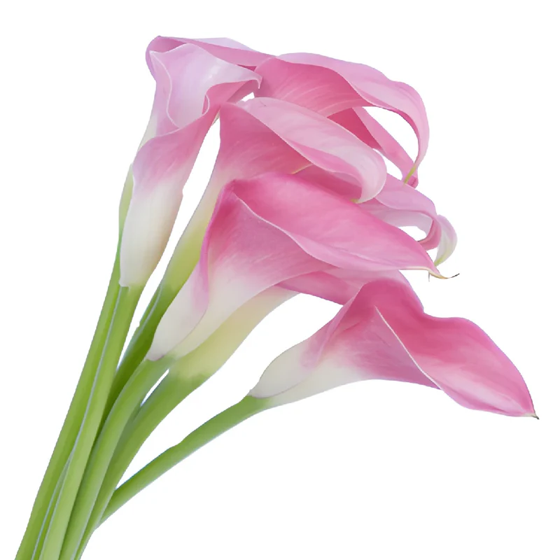 Mini Calla Lilies Light Pink 
