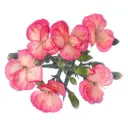 Solomio Variegated Pink Fen 