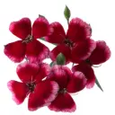 Solomio Burgundy Sem 