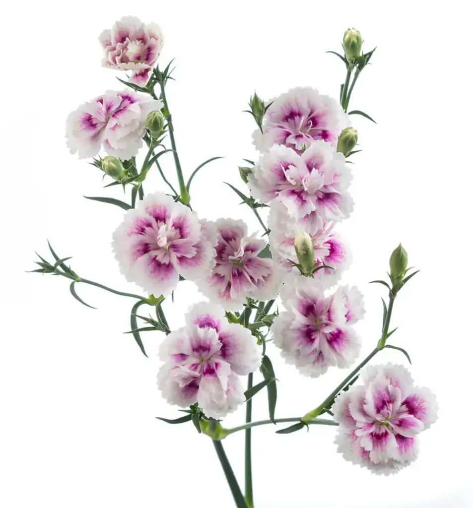 Solomio Bi-Color Purple/White Thia