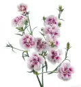 Solomio Bi-Color Purple/White Thia