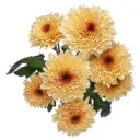 Chrysanthemum Crème Brûlée 
