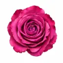 50cm Roses Lilac Kendall
