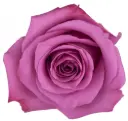 50cm Roses Lilac Kendall