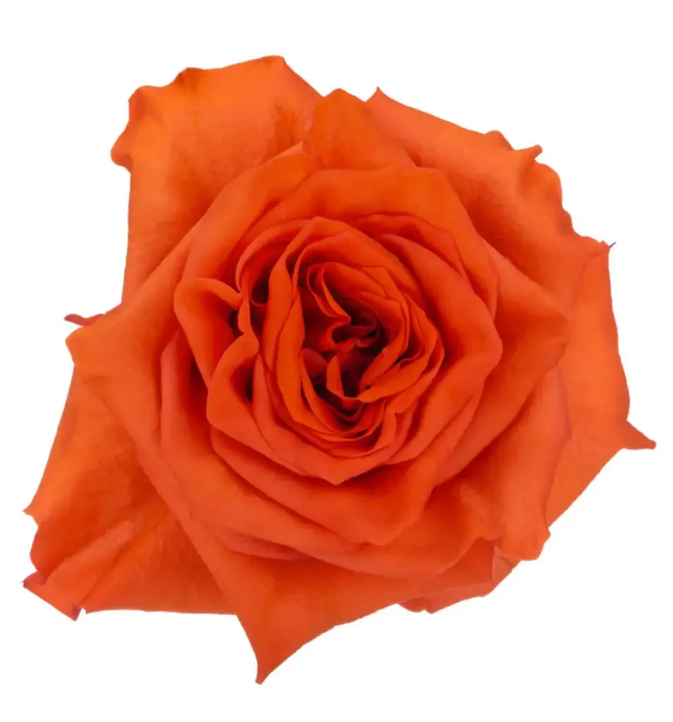 50cm Garden Roses Orange Enigma 