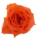 50cm Garden Roses Orange Enigma 