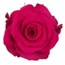 50cm Roses Hot Pink VI 