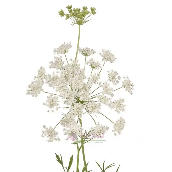 Queens Anne Lace 