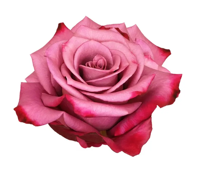 40cm Roses Violet Hill Purple