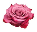 40cm Roses Violet Hill Purple