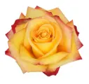 40cm Rose Bi-Color Light Yellow/Red Fuego