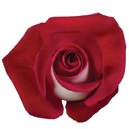 40cm Roses Bi-Color Red/White Bluez