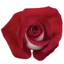 40cm Roses Bi-Color Red/White Bluez