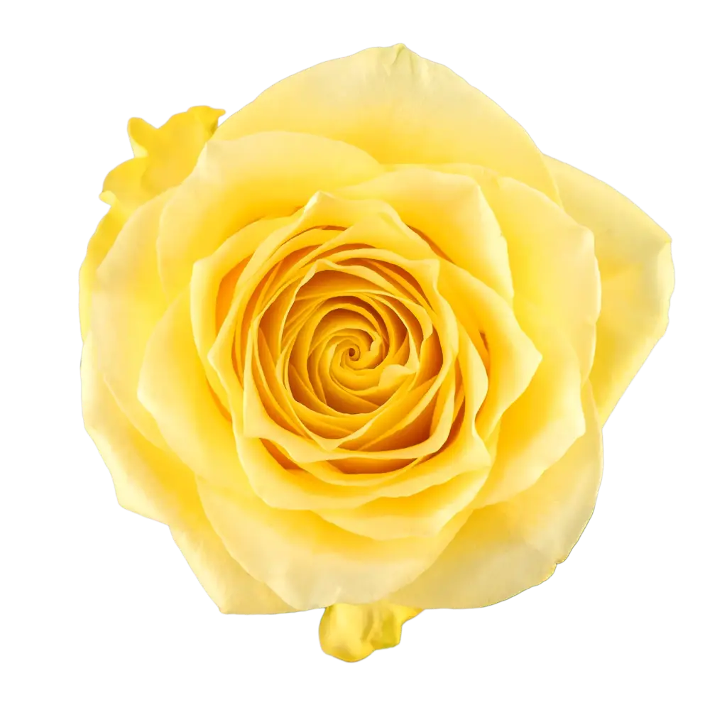 50cm Roses Yellow Rise & Shine