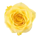 50cm Roses Yellow Rise & Shine