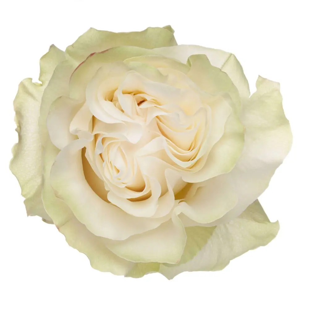 60cm Roses White Moonstone 
