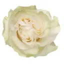60cm Roses White Moonstone 