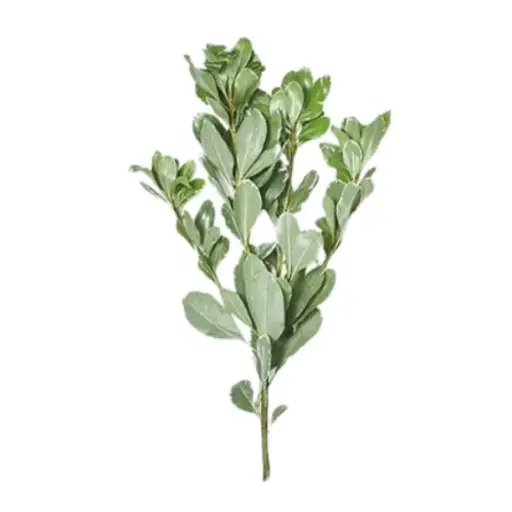 Pittosporum 