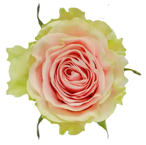 60cm Roses Light Pink Frutetto 
