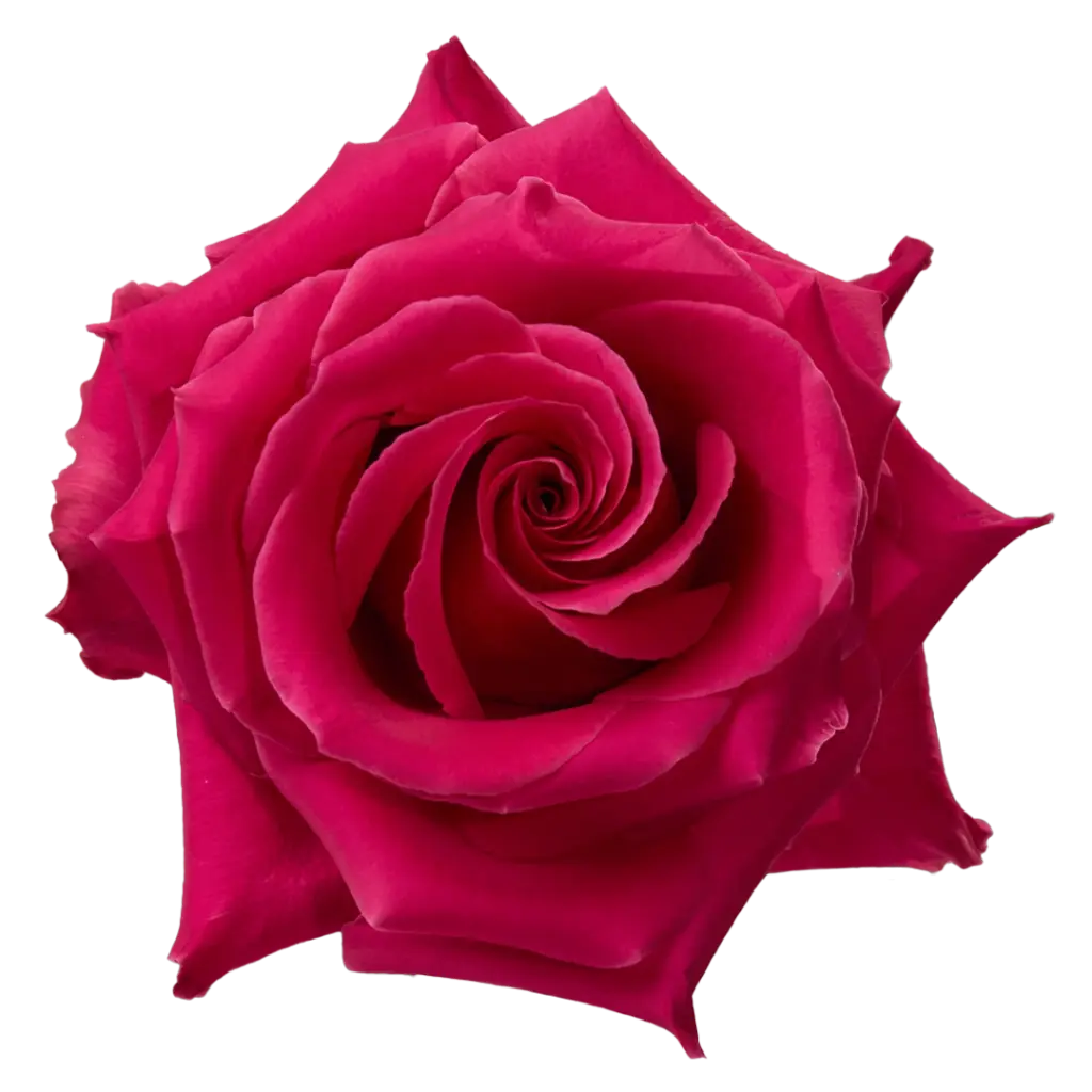 60cm Roses Hot Pink Full Monty 