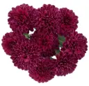 Buttons Purple Cresta 