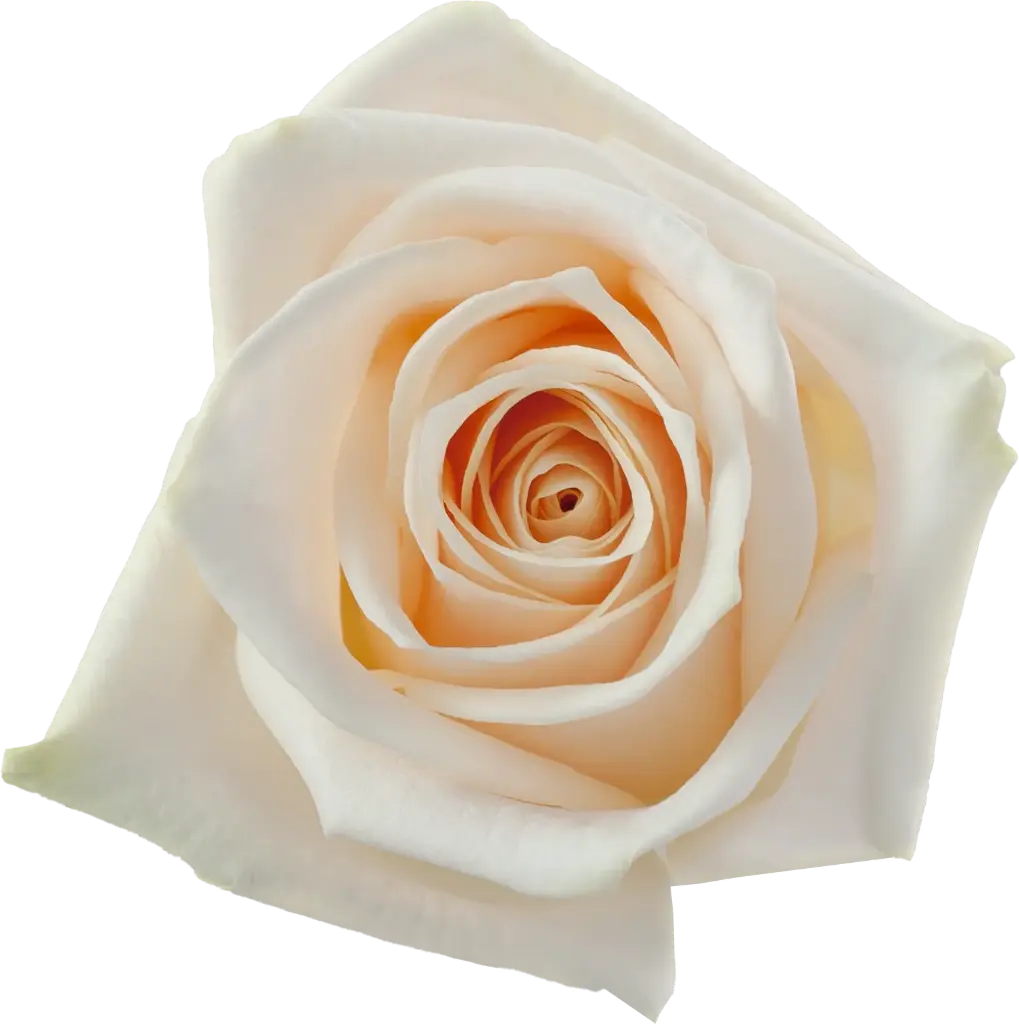 40cm Roses Cream Soul  