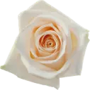 40cm Roses Cream Soul  