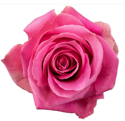 50cm Roses Medium Pink Sweet Memory
