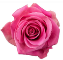 50cm Roses Medium Pink Sweet Memory