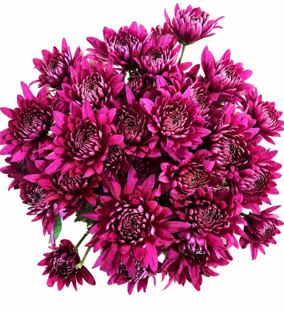 Chrysanthemums Purple Tornado 