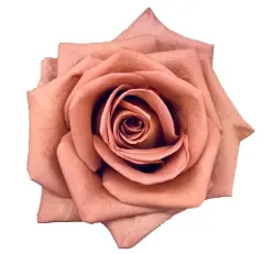  50cm Roses Barista