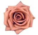  50cm Roses Barista