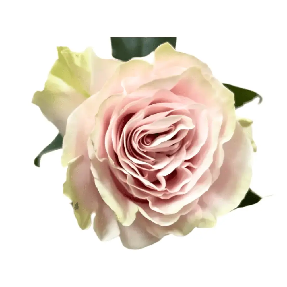 60cm Roses Light Pink Mondial 