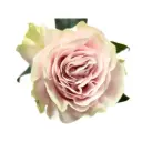 60cm Roses Light Pink Mondial 