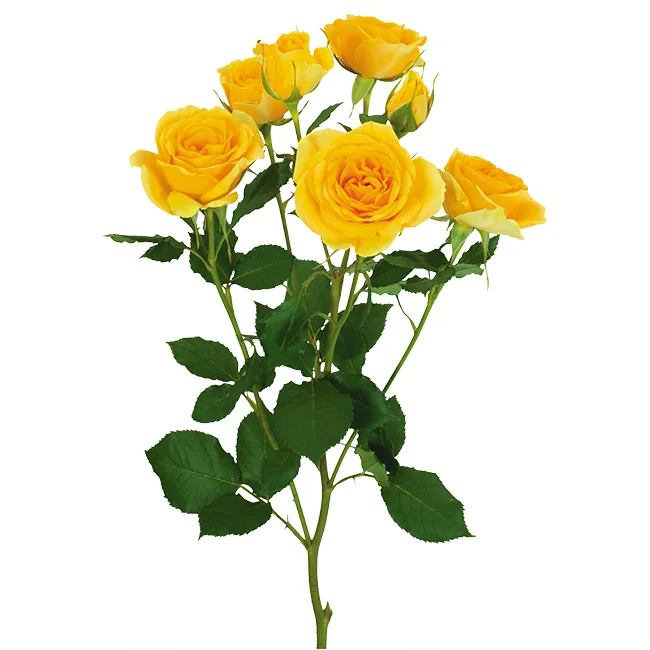 Spray Roses Brilliant Star Yellow 
