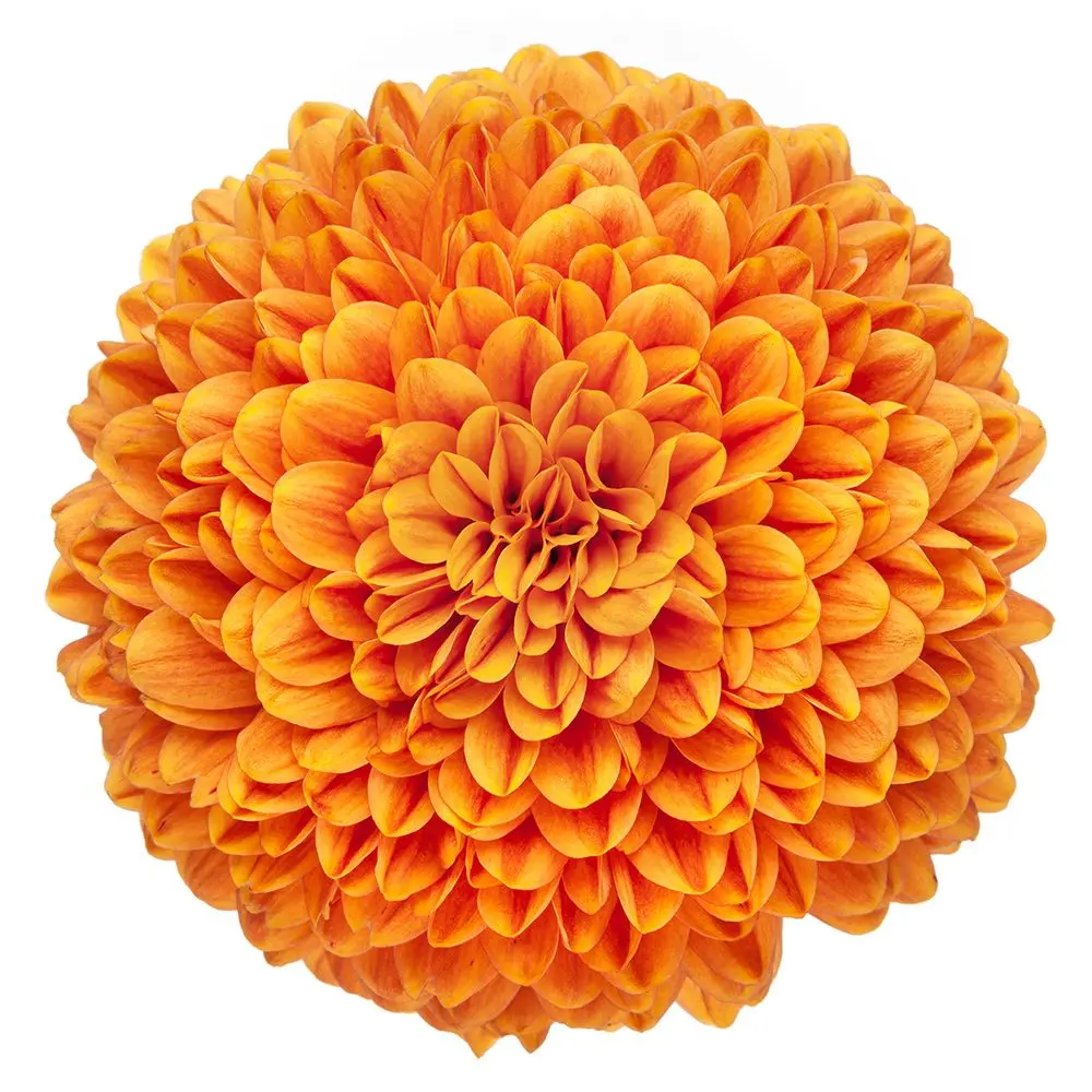 Mum Balls Orange Chivas 