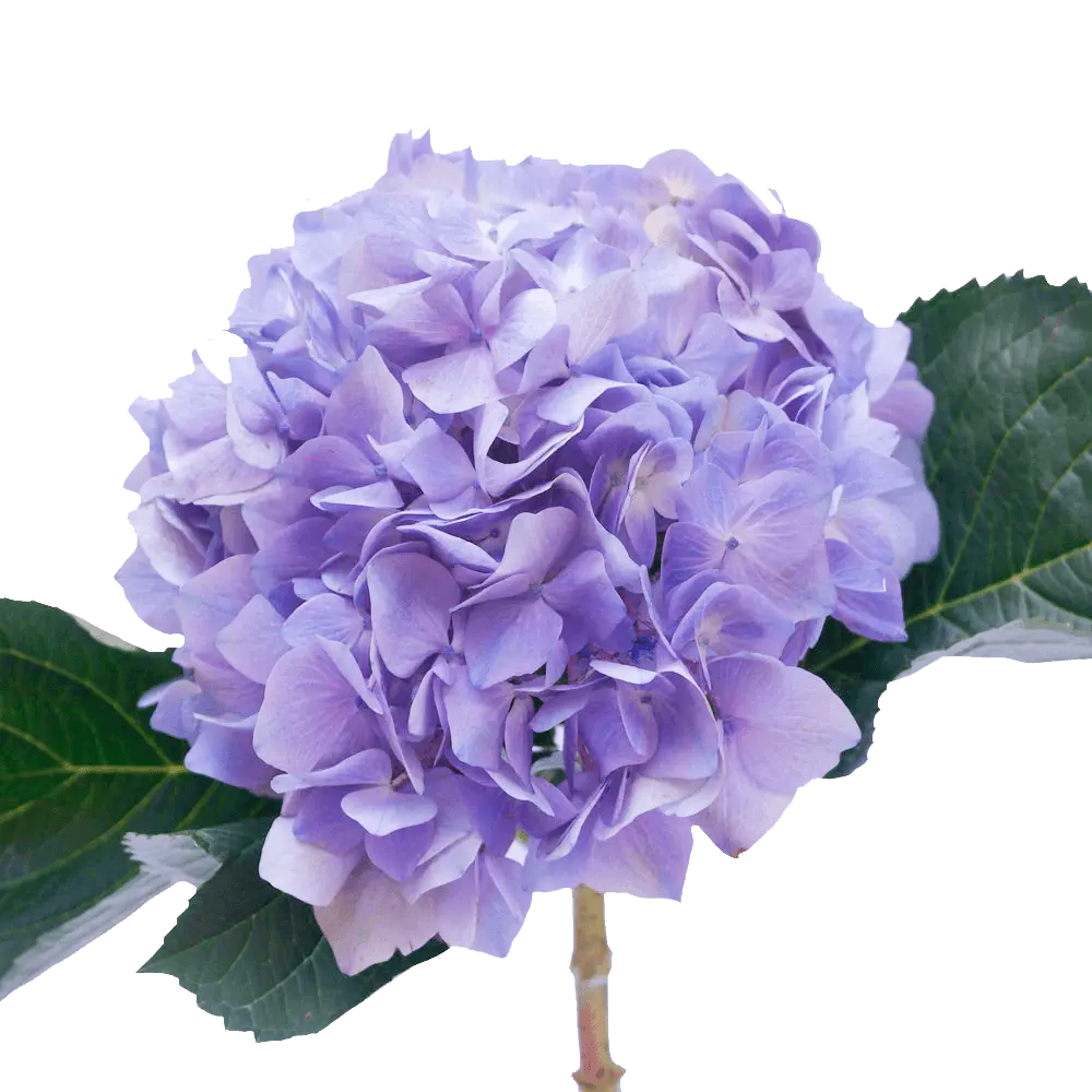 Hydrangeas Lavender Premium