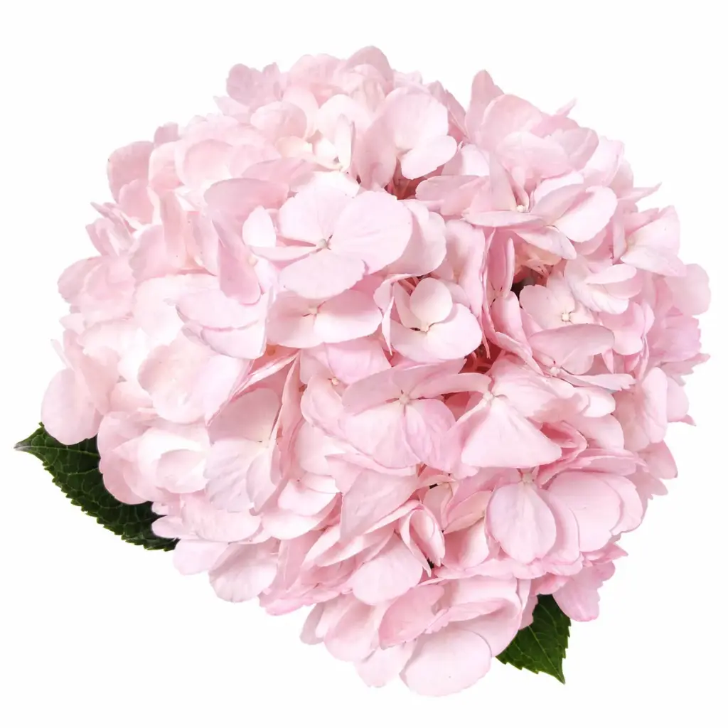 Hydrangeas Light Pink Premium