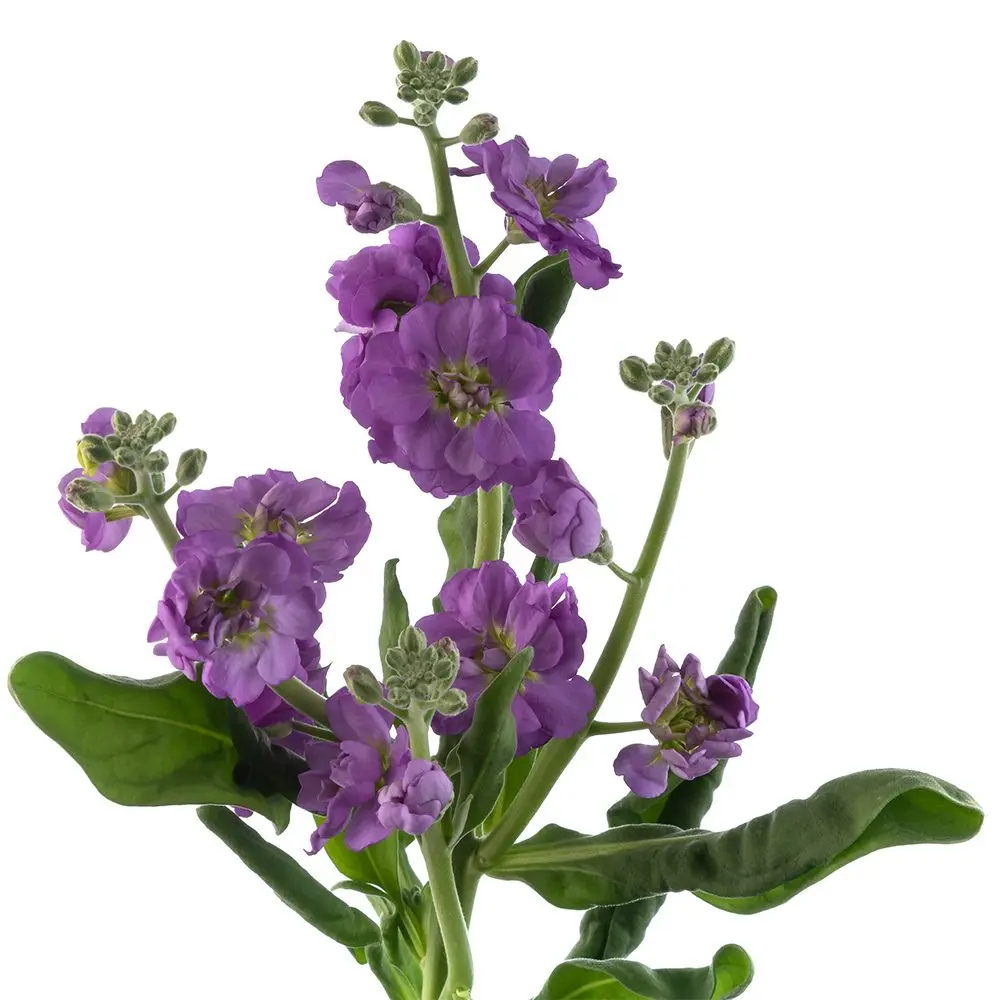 Stock Lavender -5 stems  